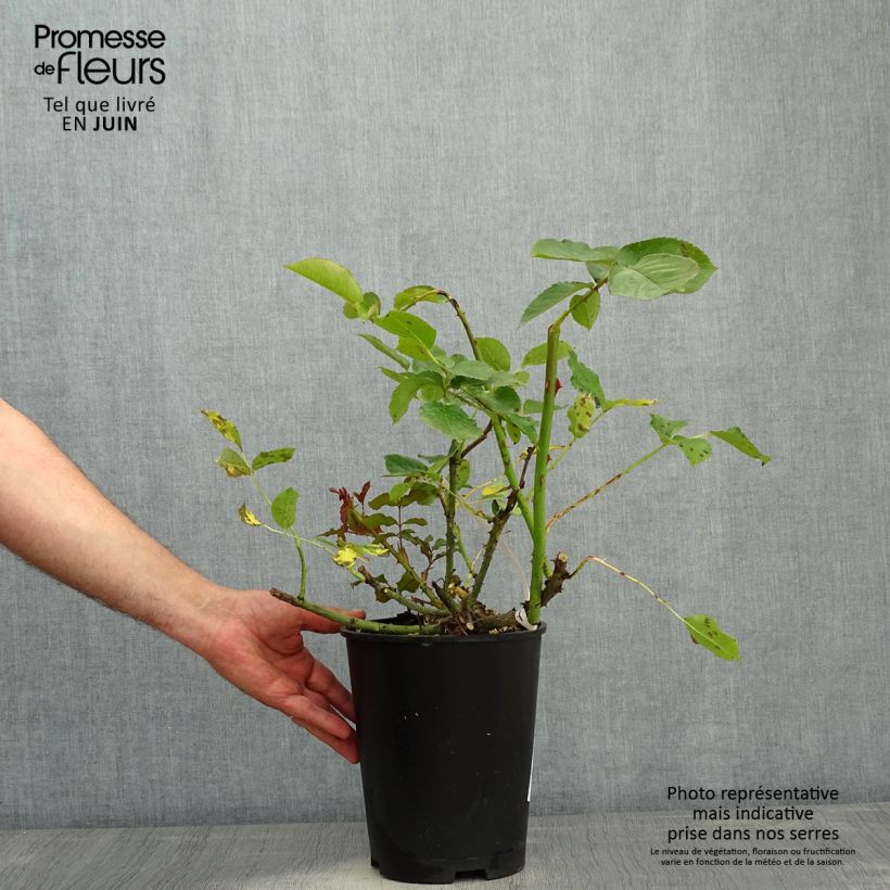 Exemplar von Rosa Violette Parfumée - Edelrose Topf mit 4L/5L wie im Frühjahr geliefert