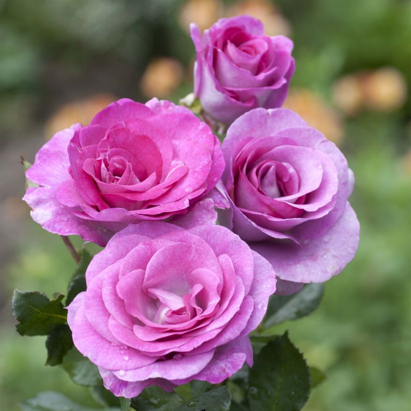 Rosa Violette Parfumée - Edelrose (Flowering)