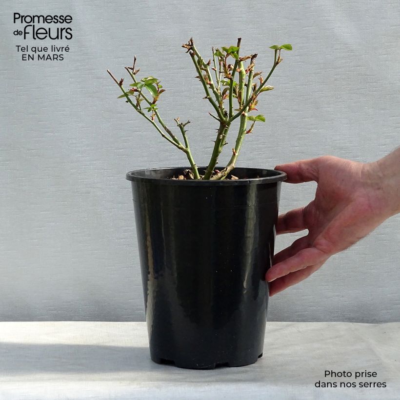 Example of Rosa Virgo - Edelrose Topf mit 4L/5L as you get in hiver
