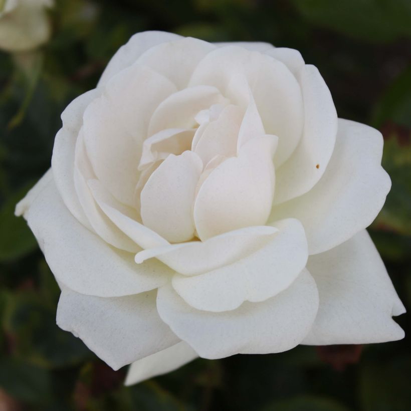 Rosa Virgo - Edelrose (Flowering)