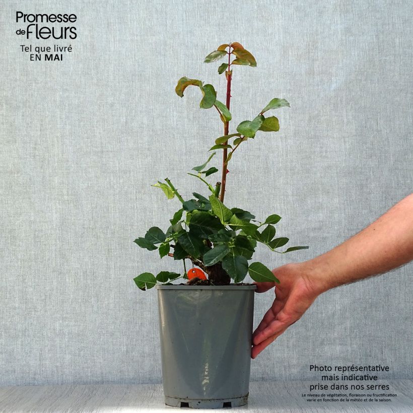Example of Rosa Yves Piaget - Edelrose Topf mit 4L/5L as you get in printemps
