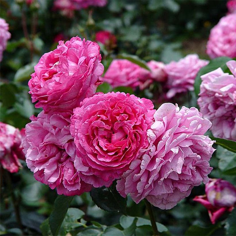 Rosa Yves Piaget - Edelrose (Flowering)