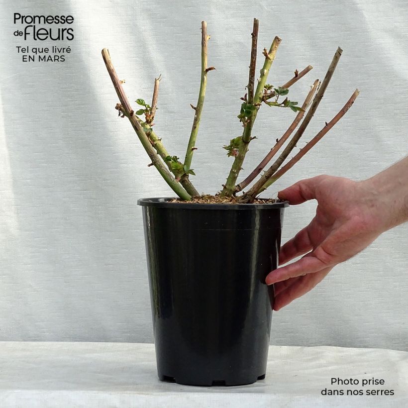 Exemplar von Rosa Eveline Wild - Strauchrose Topf mit 4L/5L wie im Frühjahr geliefert