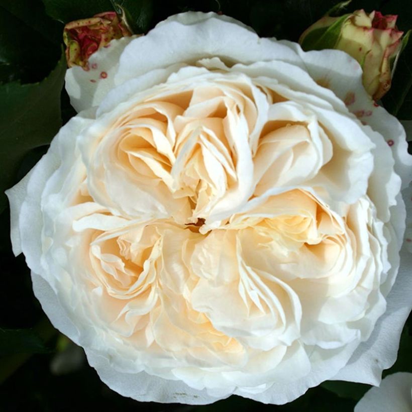 Rosa Kosmos - Beetrose (Flowering)