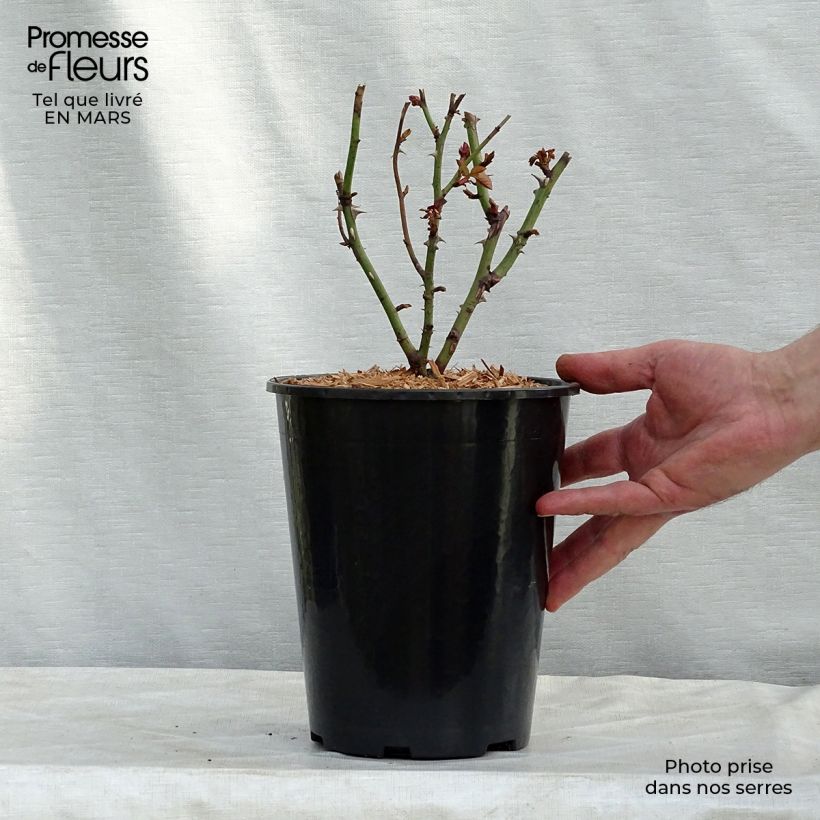 Exemplar von Rosa Nadia Zerouali - Strauchrose Topf mit 4L/5L wie im Winter geliefert