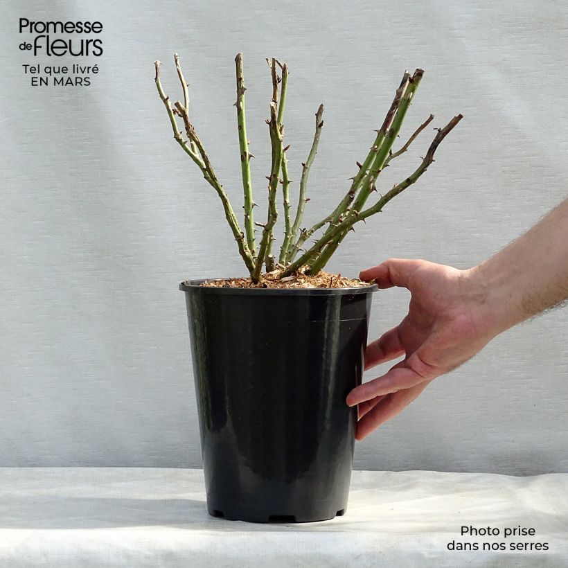 Exemplar von Rosa Renée van Wegberg - Buschrose Topf mit 4L/5L wie im Winter geliefert