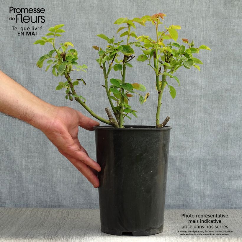 Exemplar von Rosa Sophie Luise - Buschrose Topf mit 4L/5L wie im Frühjahr geliefert