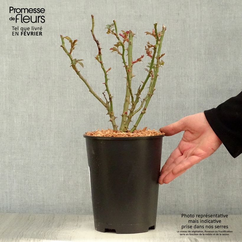 Exemplar von Rosa floribunda Sweet Honey Kormecaso - Beetrose Topf mit 4L/5L wie im Winter geliefert