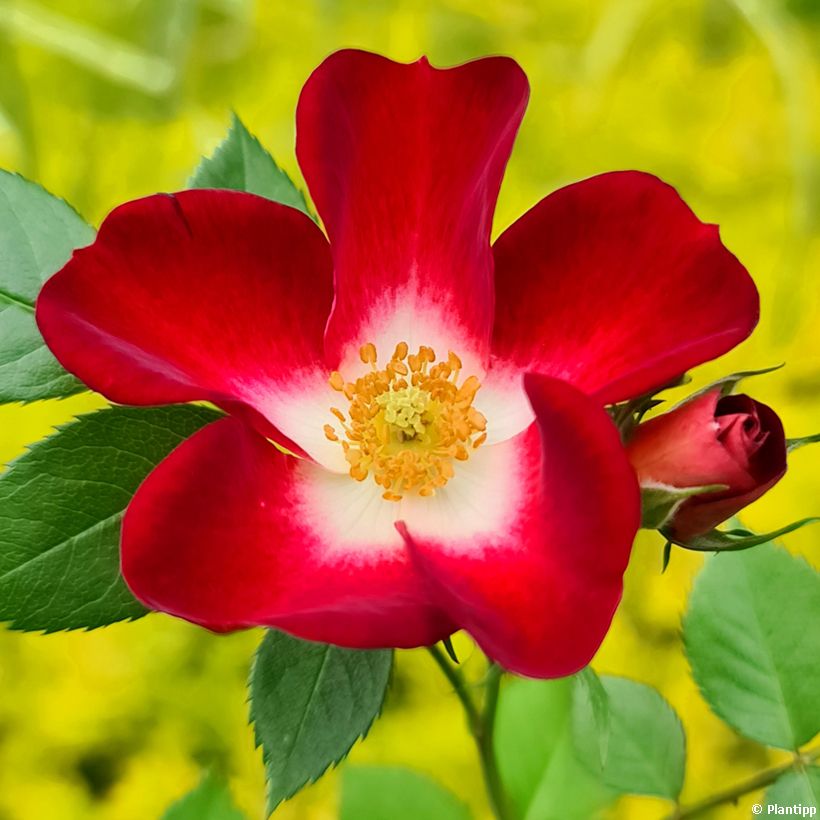Rosa Everglow Ruby - Beetrose (Flowering)