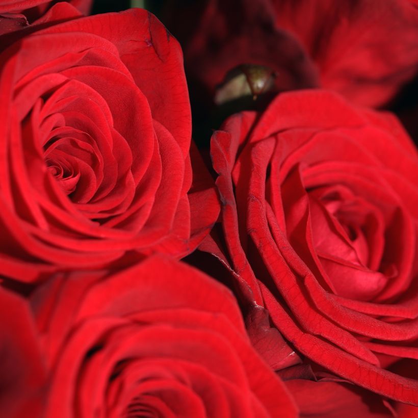 Rosa Romantic Date Bio - Beetrose (Flowering)
