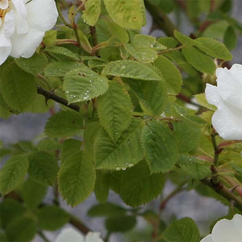 Rosa alba Suaveolens - Historische Rose (Foliage)