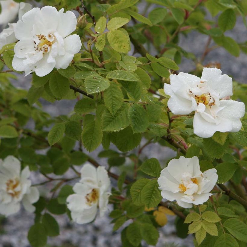 Rosa alba Suaveolens - Historische Rose (Flowering)