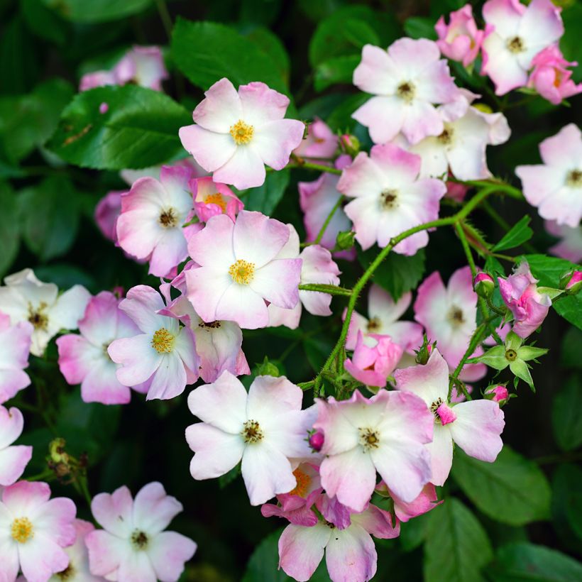 Rosa Ballerina - Strauchrose (Blüte)
