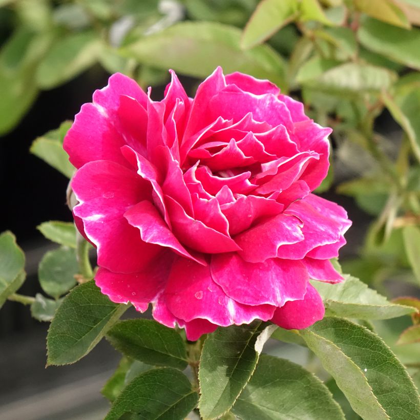 Rosa Baron Girod de l'Ain - Historische Rose (Flowering)