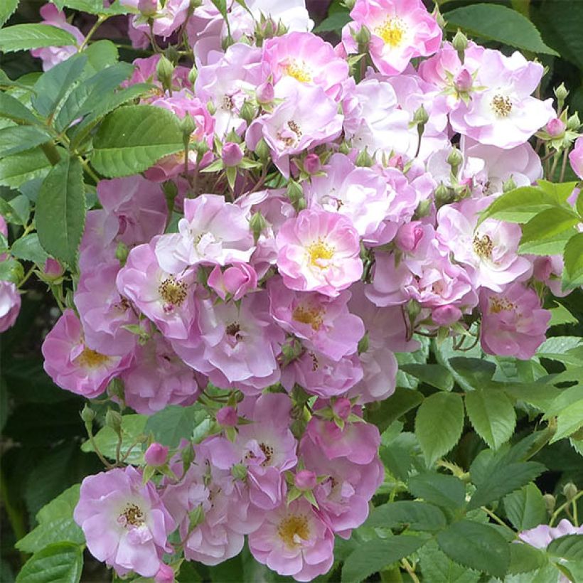 Rosa multiflora Blush Rambler - Rambler-Rose (Flowering)