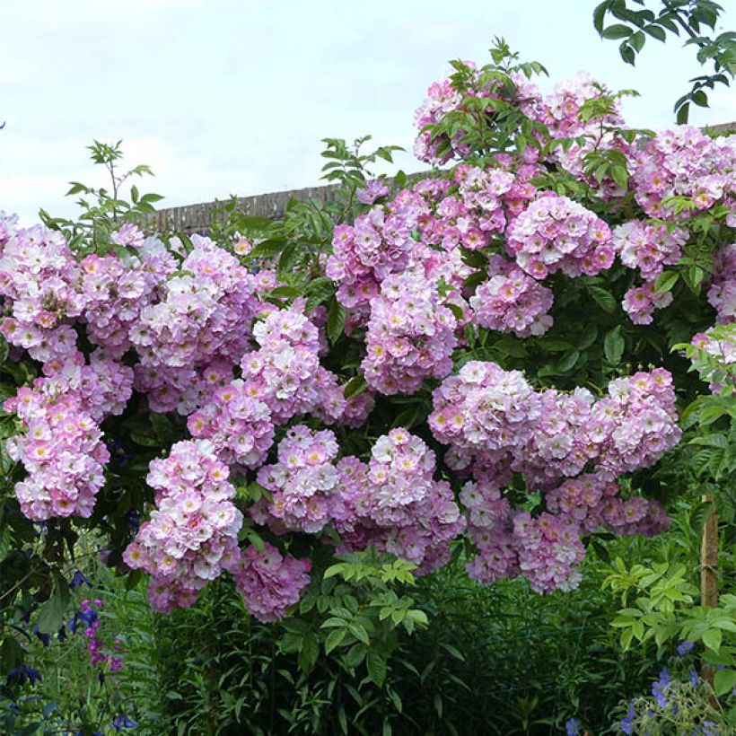 Rosa multiflora Blush Rambler - Rambler-Rose (Plant habit)