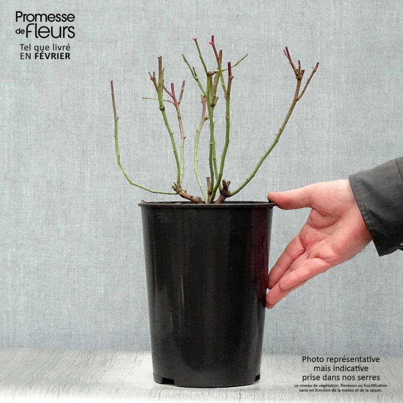 Exemplar von Rosa gallica Cardinal de Richelieu - Essig-Rose Topf mit 4L/5L wie im Winter geliefert