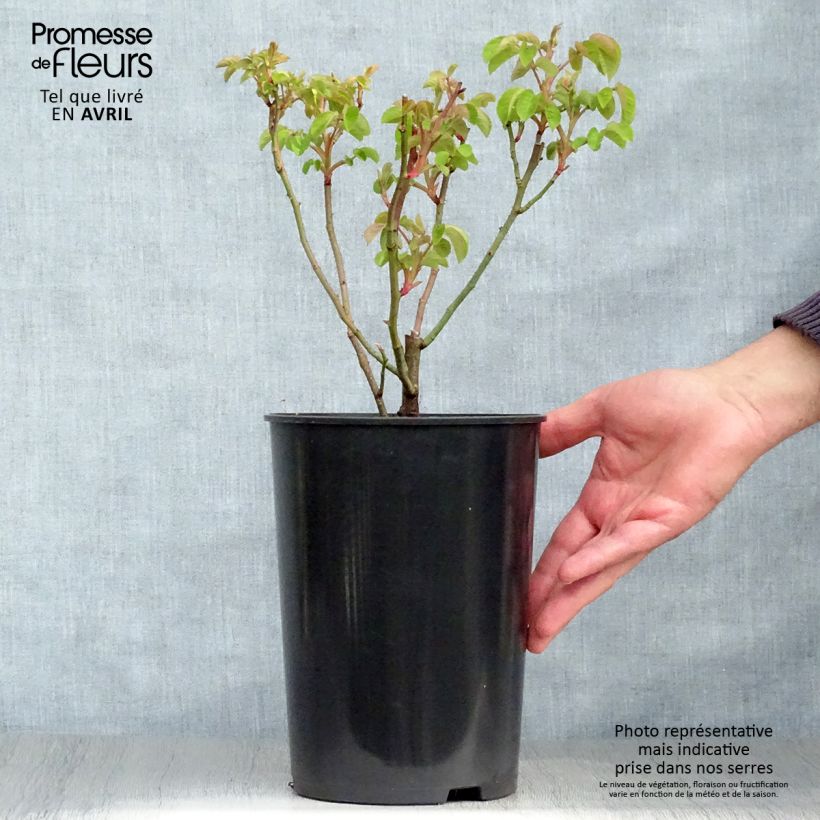 Exemplar von Rosa gallica Cardinal de Richelieu - Essig-Rose Topf mit 4L/5L wie im Frühjahr geliefert