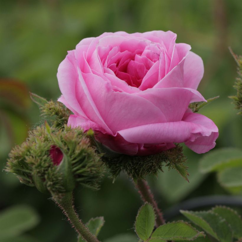 Rosa centifolia Cristata - Moos Rosen (Flowering)