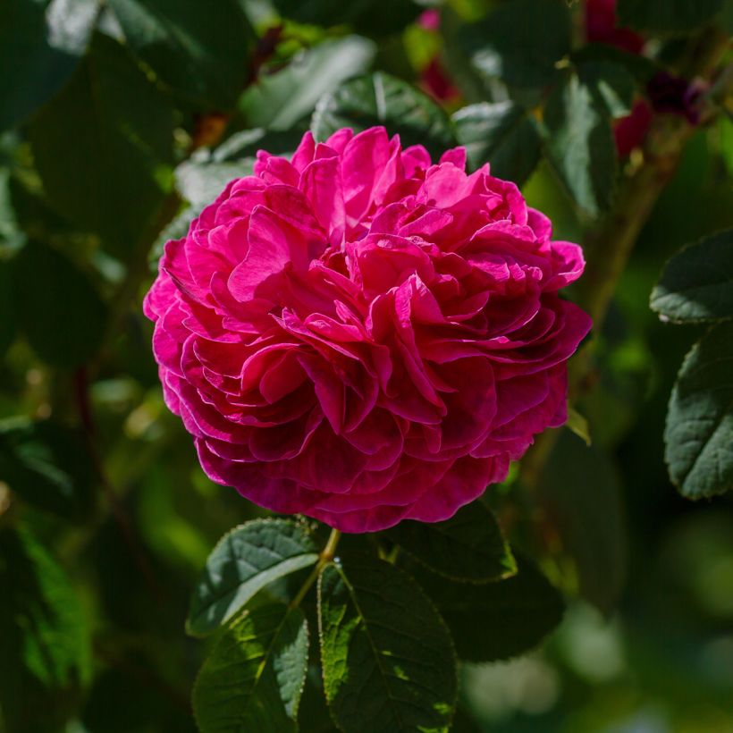 Rosa gallica Charles de Mills - Essig-Rose (Blüte)