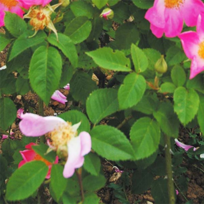 Rosa gallica Complicata - Essig-Rose (Foliage)