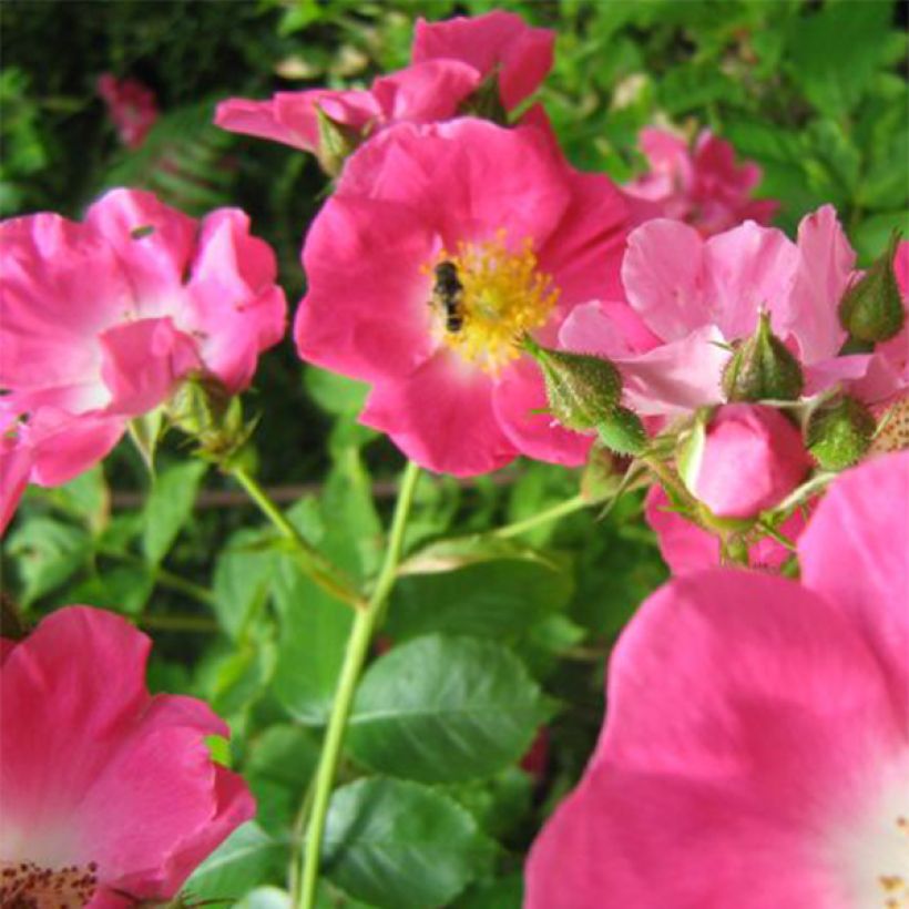 Rosa gallica Complicata - Essig-Rose (Flowering)