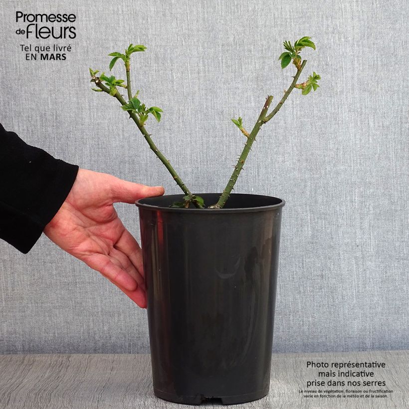 Exemplar von Rosa gallica Complicata - Essig-Rose Topf mit 4L/5L wie im Winter geliefert