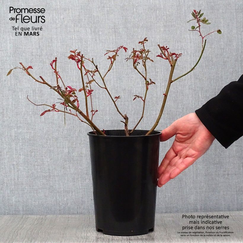 Exemplar von Rosa Cornelia - Historische Rose Topf mit 4L/5L wie im Winter geliefert