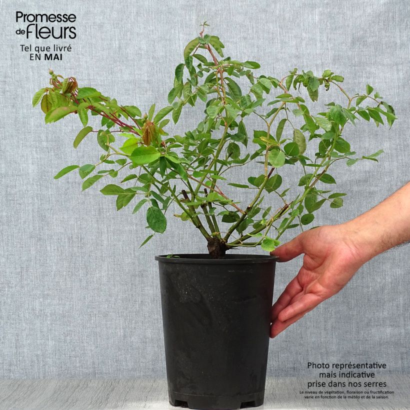 Exemplar von Rosa Cornelia - Historische Rose Topf mit 4L/5L wie im Frühjahr geliefert