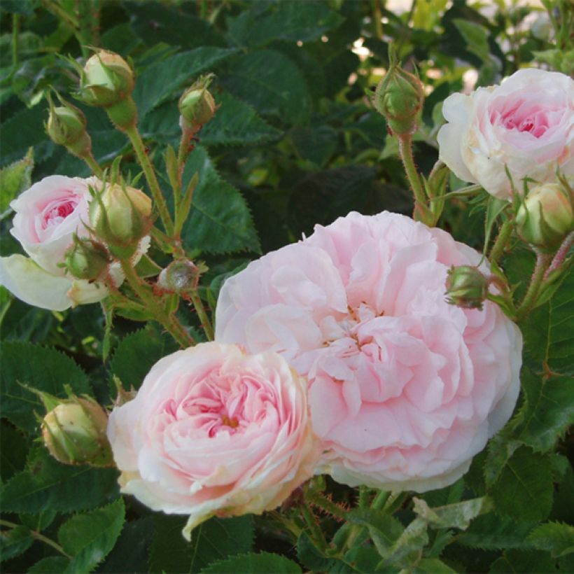 Rosa alba Cuisse de Nymphe - Historische Rose (Flowering)