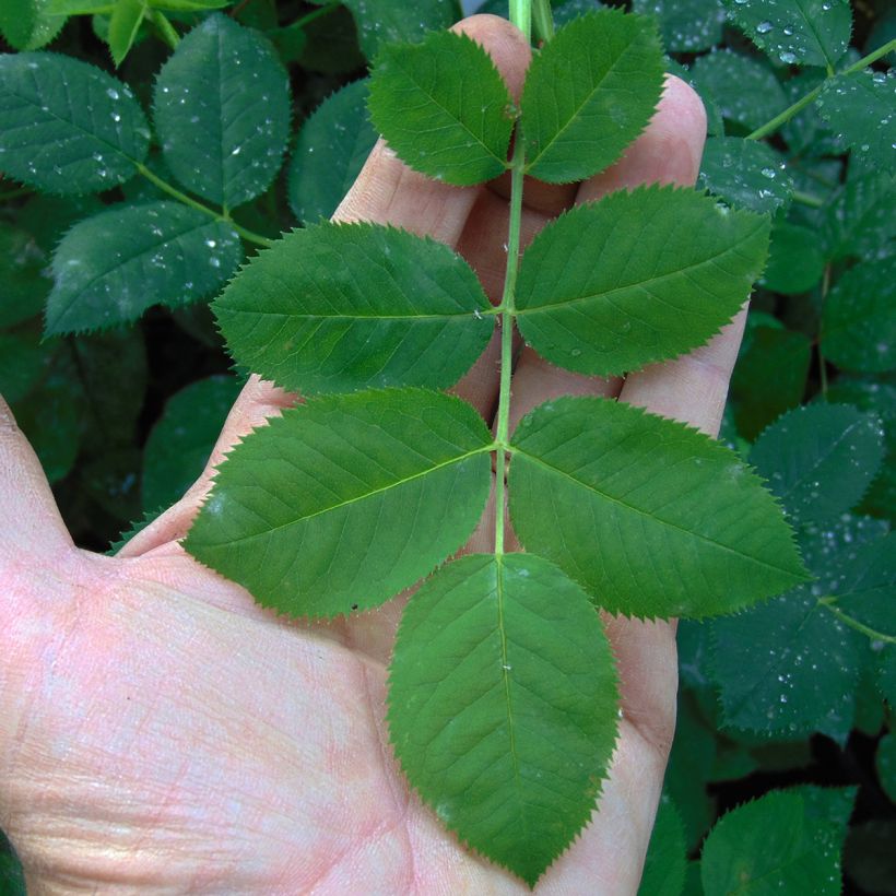 Rosa alba Cuisse de Nymphe - Historische Rose (Foliage)