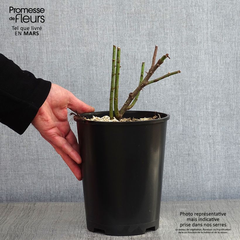 Exemplar von Rosa alba Cuisse de Nymphe - Historische Rose Topf mit 4L/5L wie im Winter geliefert