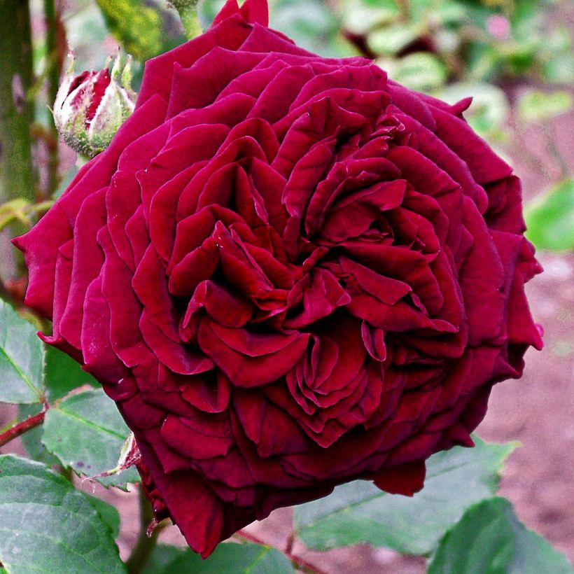 Rosa Empereur du Maroc - Historische Rose (Flowering)
