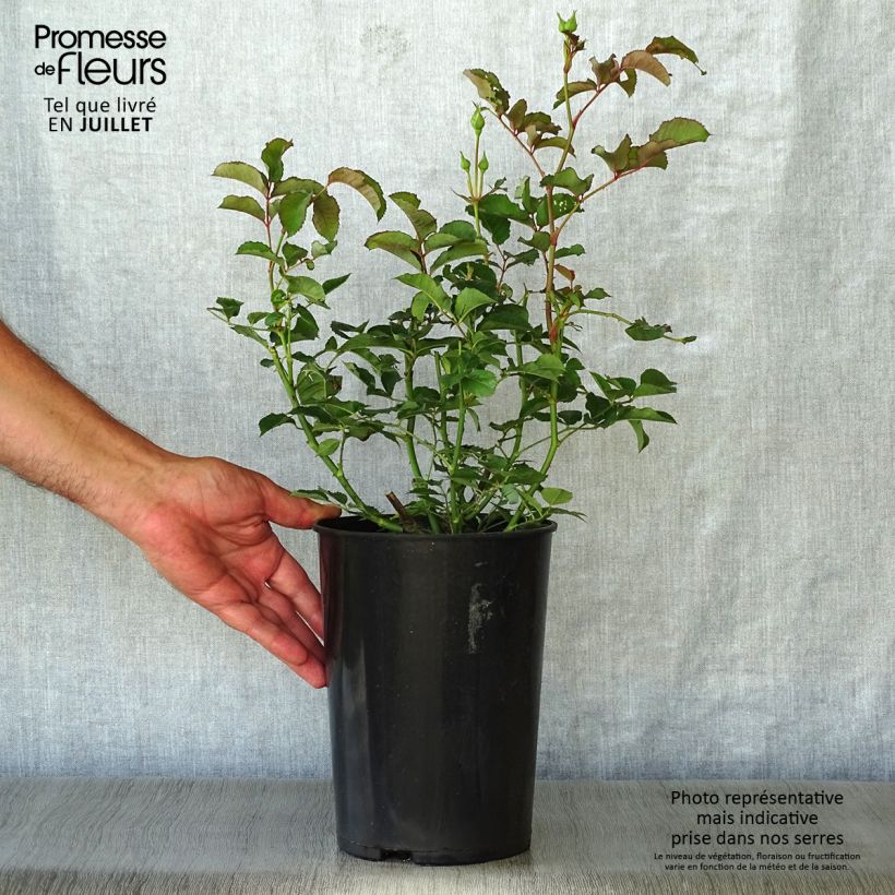 Example of Rosa moschata Felicia - Moschus-Rose Topf mit 4L/5L as you get in ete
