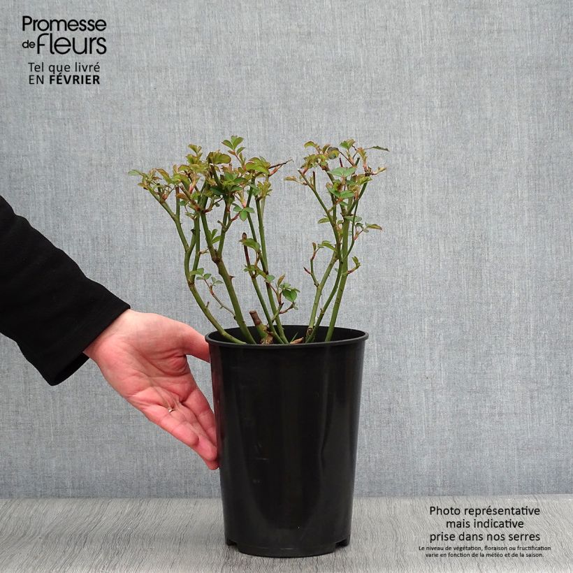 Exemplar von Rosa moschata Felicia - Moschus-Rose Topf mit 4L/5L wie im Winter geliefert