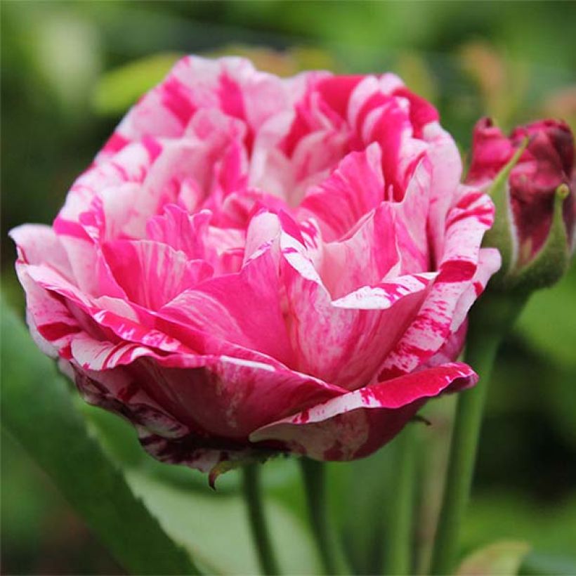 Rosa Ferdinand Pichard - Historische Rose (Flowering)