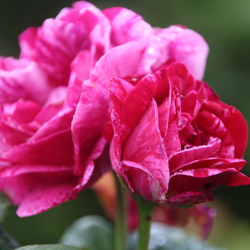 Rosa Ferdinand Pichard - Historische Rose (Blüte)