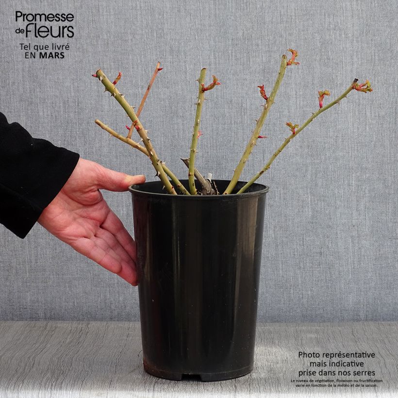 Exemplar von Rosa Fragrant old yellow - Historische Rose Topf mit 4L/5L wie im Winter geliefert