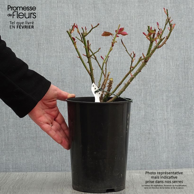 Exemplar von Rosa Fragrant Old purple - David Austin Rose - Englische Rose Topf mit 4L/5L wie im Winter geliefert