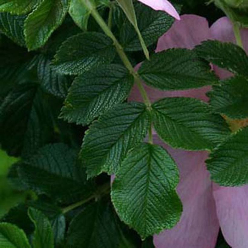 Rosa rugosa Frau Dagmar Hastrup - Apfelrose (Foliage)