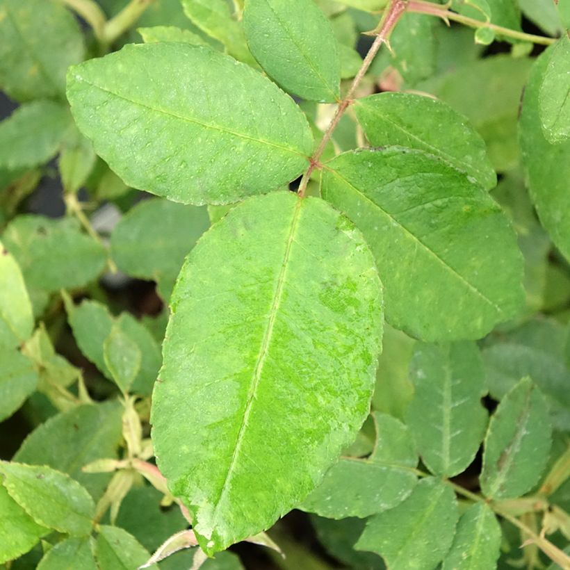 Rosa gallica Gros Provins Panaché BIO - Essig-Rose (Foliage)