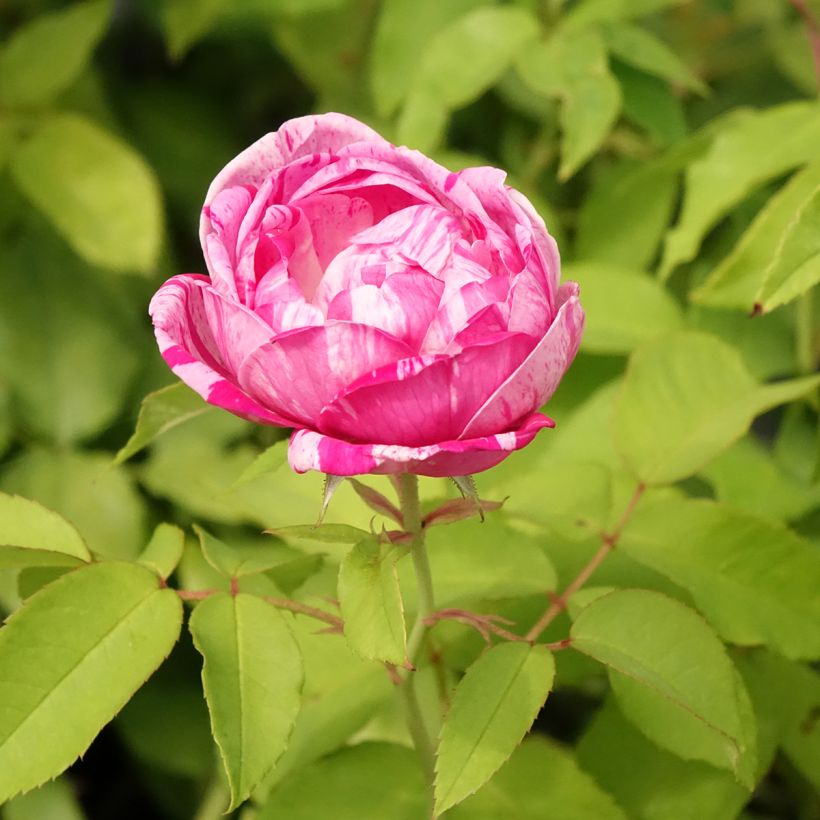 Rosa gallica Gros Provins Panaché - Essig-Rose (Flowering)