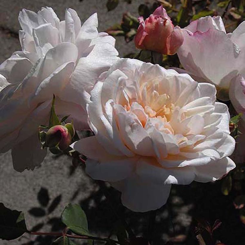 Rosa Gruss An Aachen - Historische Rose (Flowering)