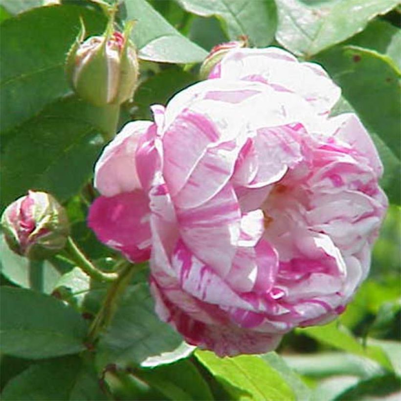 Rosa Honorine de Brabant - Alte Rose (Flowering)