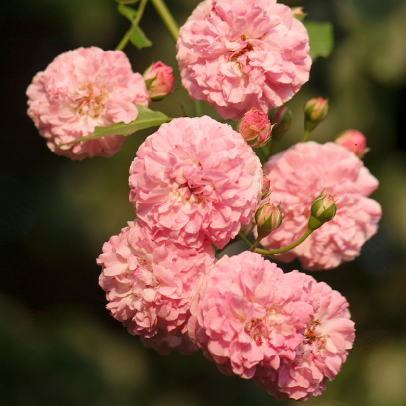 Rosa Portland Jacques Cartier - Historische Rose (Flowering)