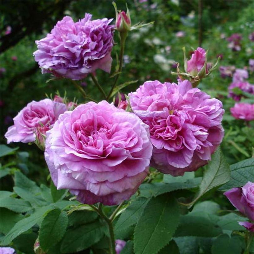 Rosa gallica Jenny Duval - Essig-Rose (Flowering)
