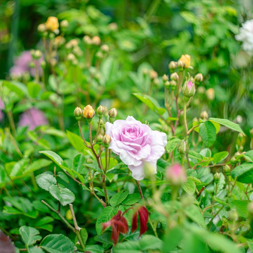 Rosa gallica Jenny Duval - Essig-Rose (Hafen)