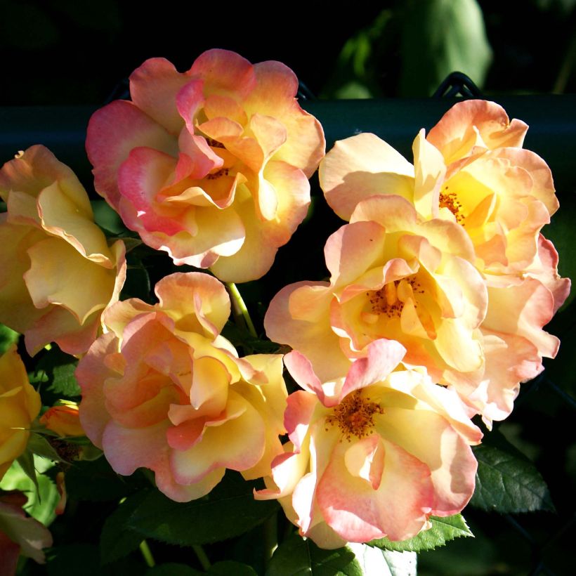 Rosa Joseph's Coat - Historische Rose (Flowering)
