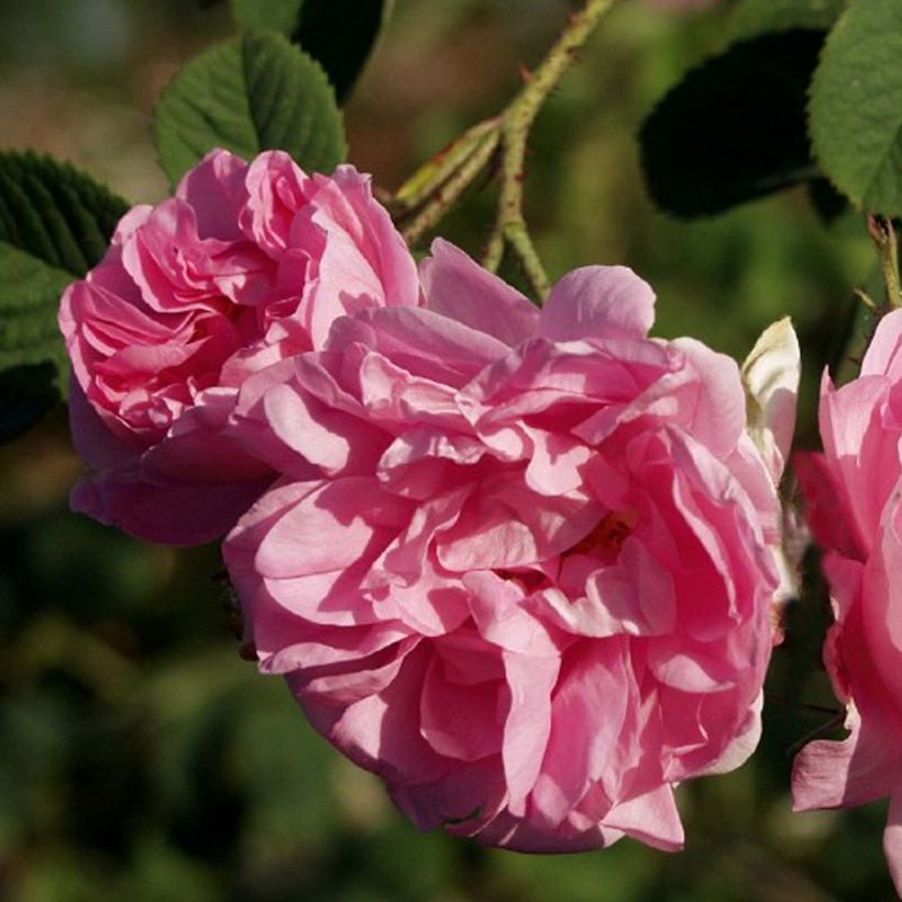 Rosa Trigintipetala - Historische Rose (Flowering)