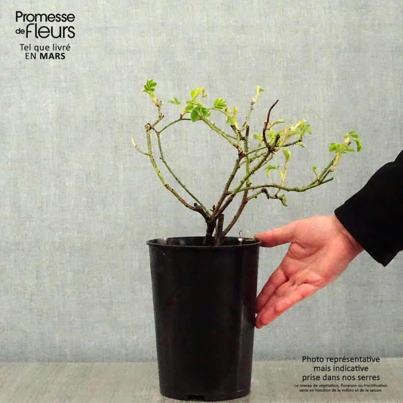 Exemplar von Rosa Trigintipetala - Historische Rose Topf mit 4L/5L wie im Winter geliefert